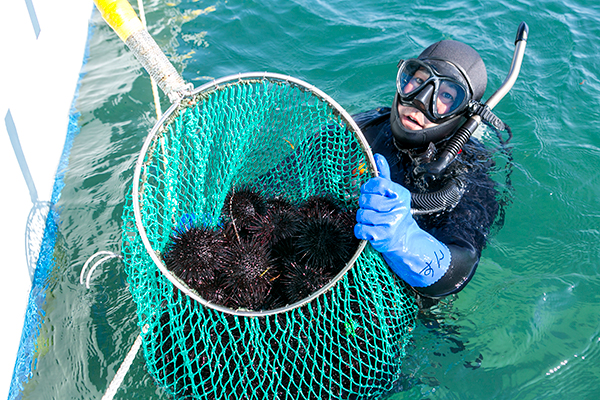 海中に潜って、ウニを採取します。船から水揚げしたウニは、漁港内の作業場へ運ばれ、加工されます。