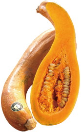 南部一郎かぼちゃ