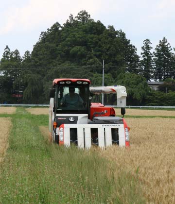 もち小麦 もち姫