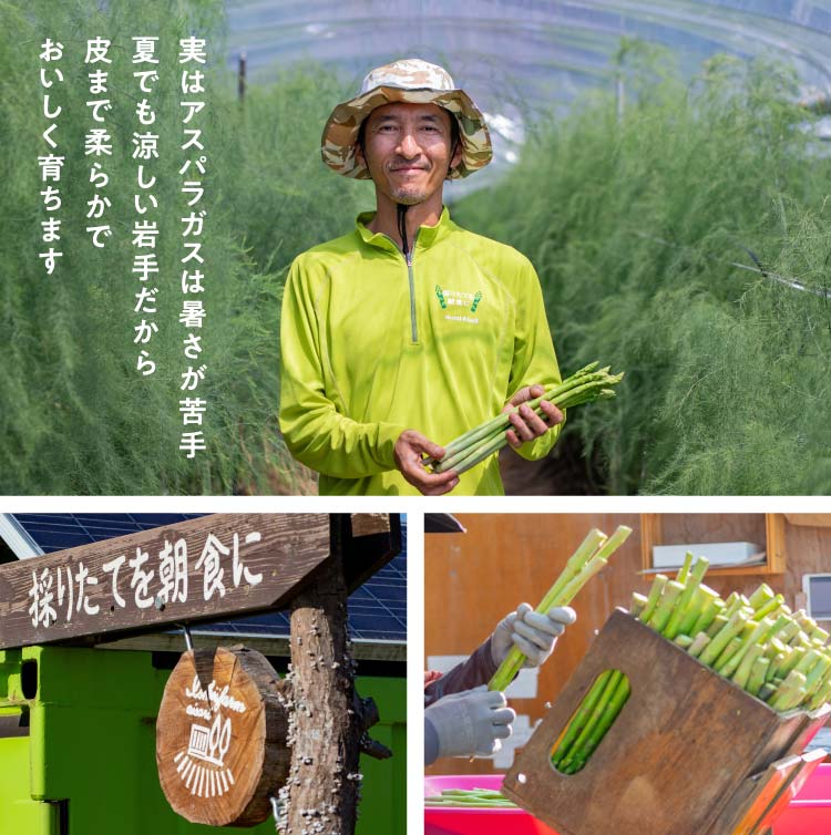 グリーンアスパラガス