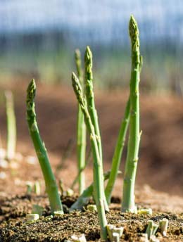 グリーンアスパラガス