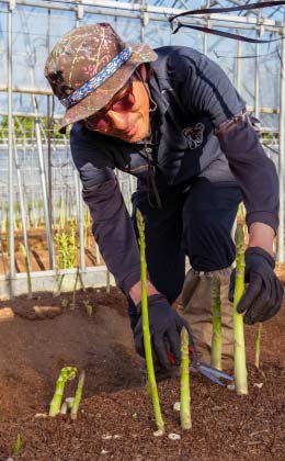 グリーンアスパラガス