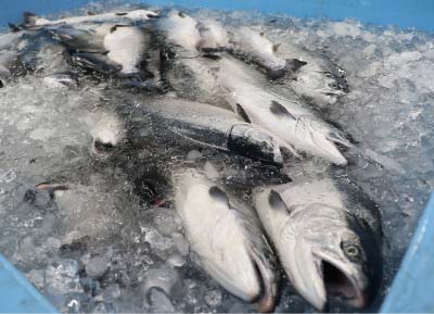 岩手県三陸産サーモン