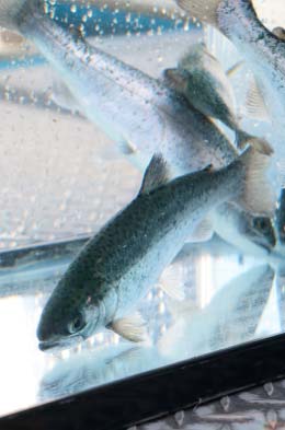 岩手県三陸産サーモン