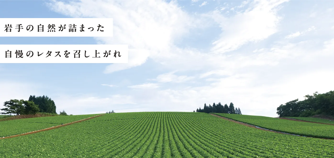 「岩手の自然が詰まった自慢のレタスを召し上がれ」の風景写真