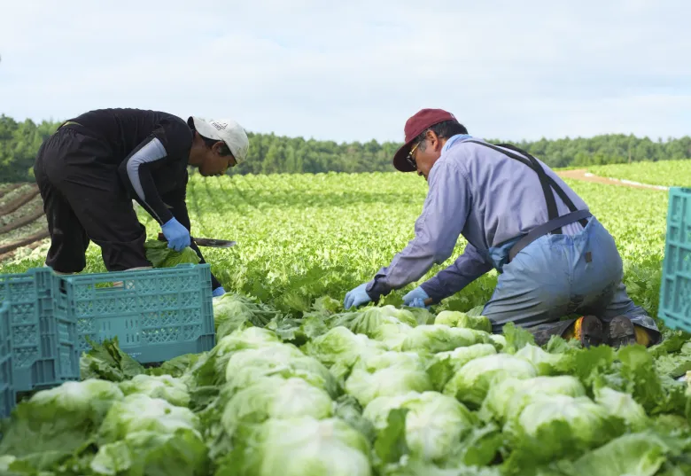 レタス畑で収穫している様子の写真