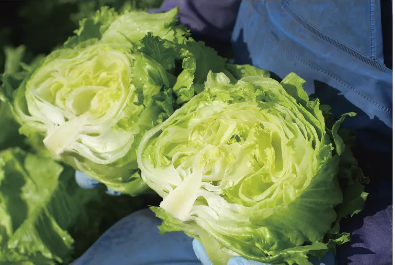 レタスを半分に切った写真