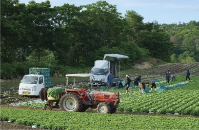 レタス畑とトラクターの写真