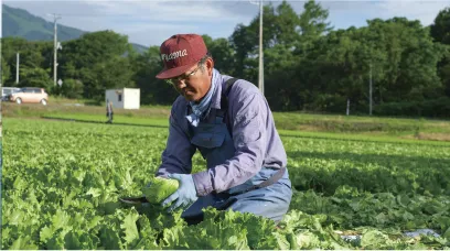 レタスを収穫している高橋さんの写真
