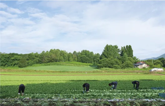 レタス畑の写真