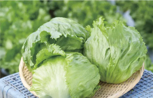 ３つのレタスの写真