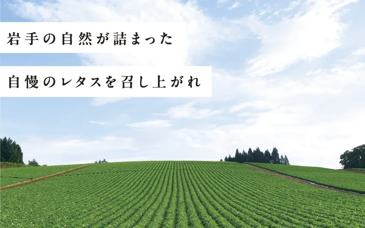 「岩手の自然が詰まった自慢のレタスを召し上がれ」の風景写真(スマホ用)