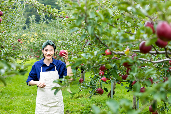 東部リンゴ園 生産風景
